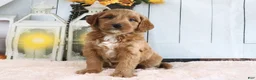 Mini Goldendoodle dogs for sale: Butler - Ad 4