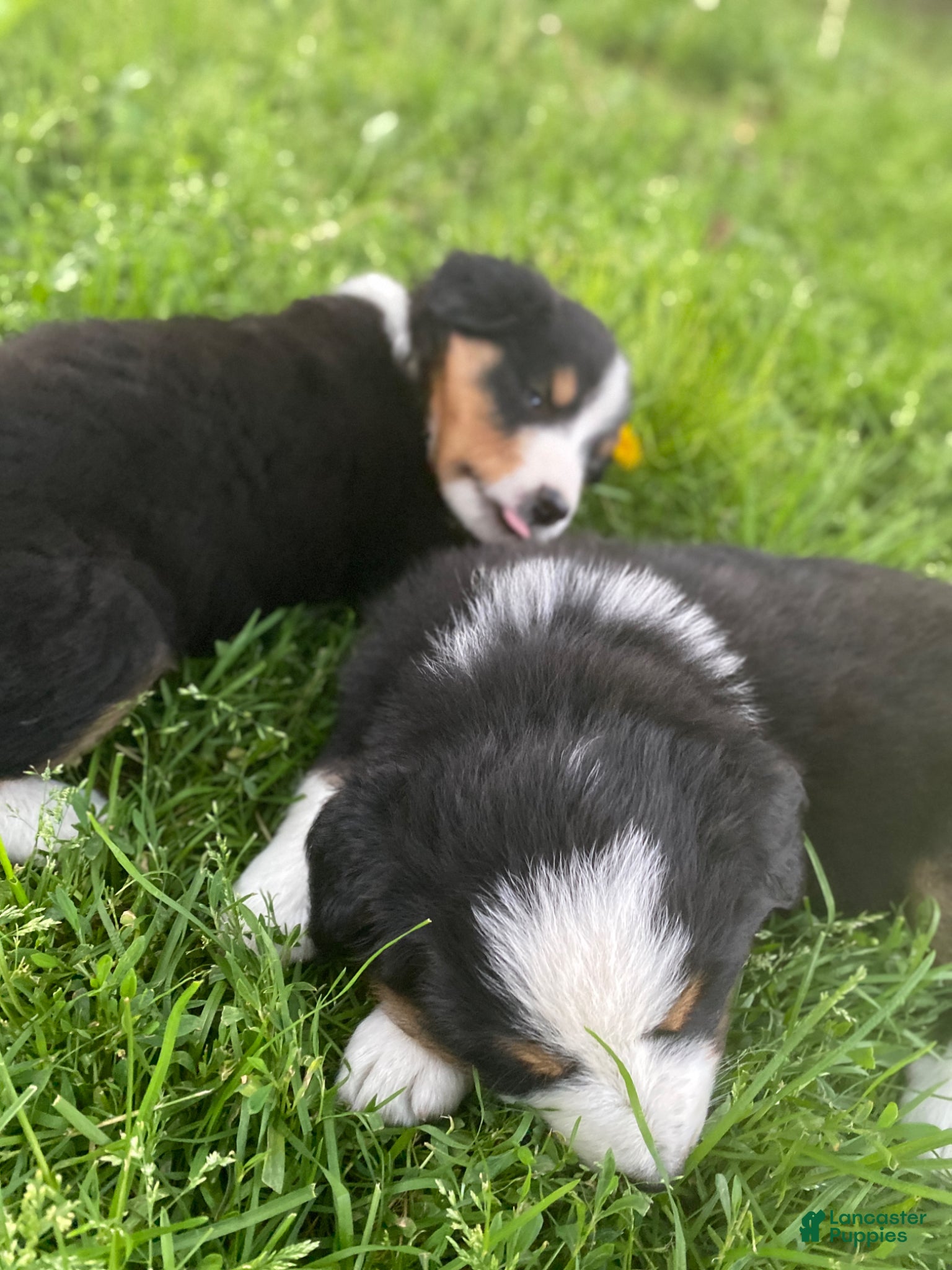 Mixed Breed dogs for sale: ♥️BABY BEAR♥️ - Ad 29