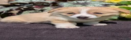 Welsh Corgi Pembroke dogs for sale: Nemo - Ad 9