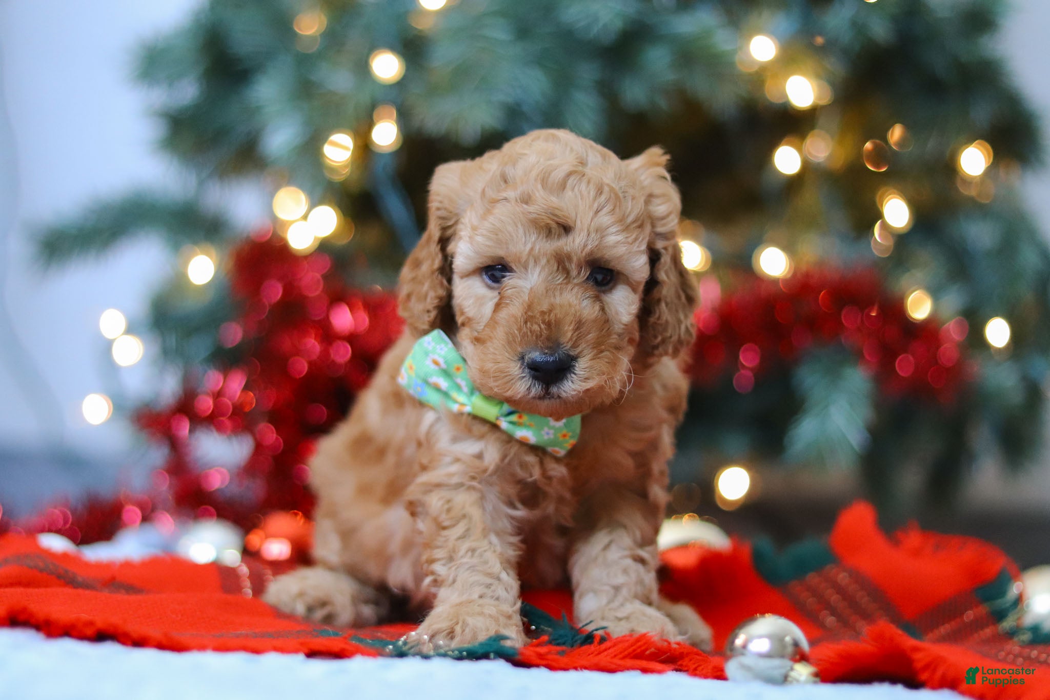 Mixed Breed dogs Griffin – Male (M7929) - Ad 7