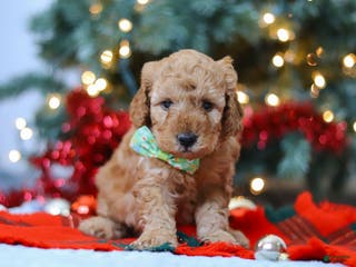 Mini Goldendoodle dogs Griffin – Male (M7929) - Ad 36
