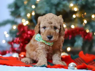 Mini Goldendoodle dogs Griffin – Male (M7929) - Ad 34
