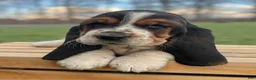 Basset Hound dogs for sale: Adelaide - Ad 5