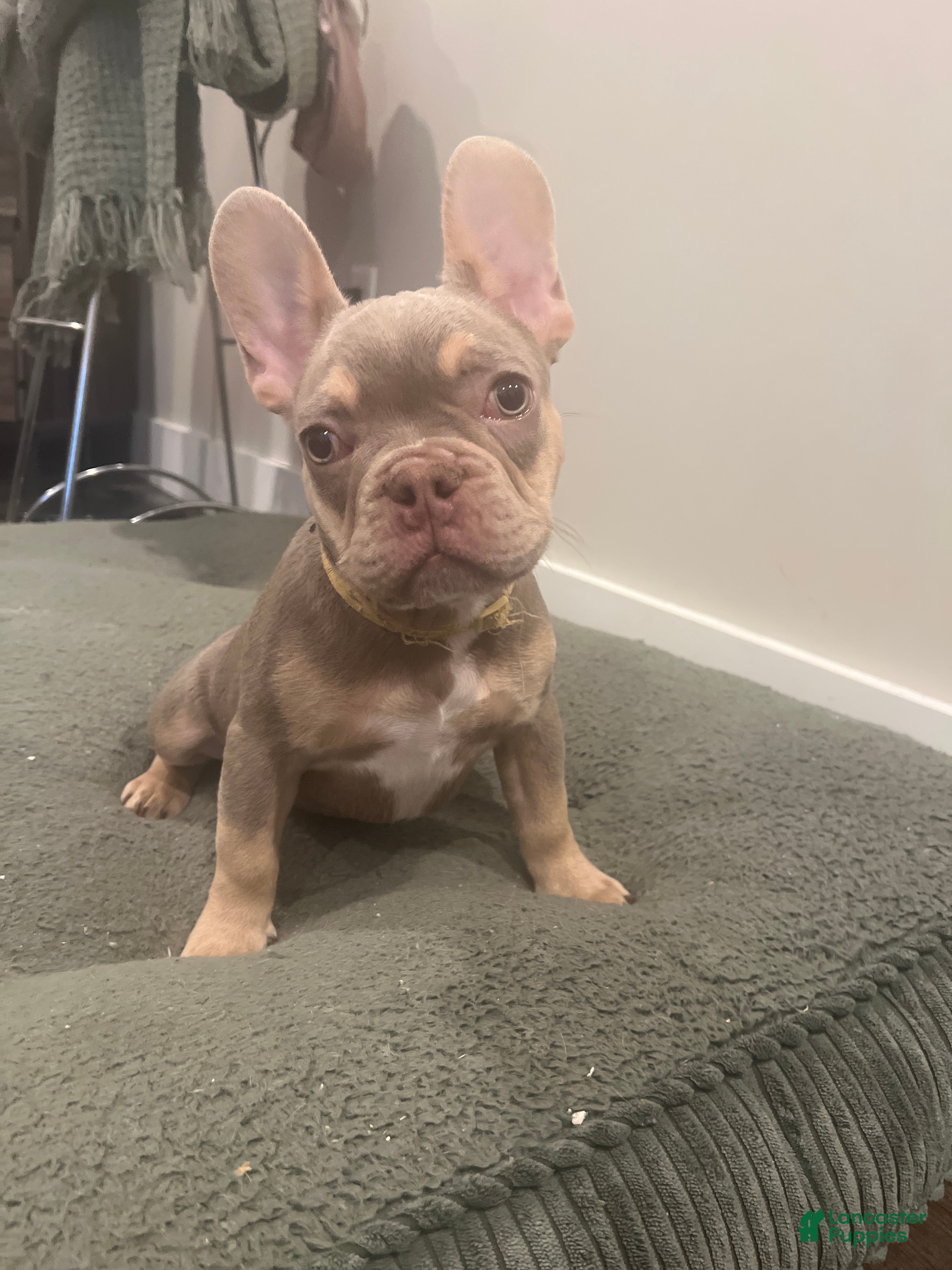 French Bulldog dogs for sale: French Bulldog Puppy 6/ Chance - Ad 4