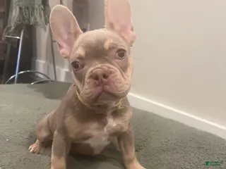 French Bulldog dogs for sale: French Bulldog Puppy 6/ Chance - Ad 4