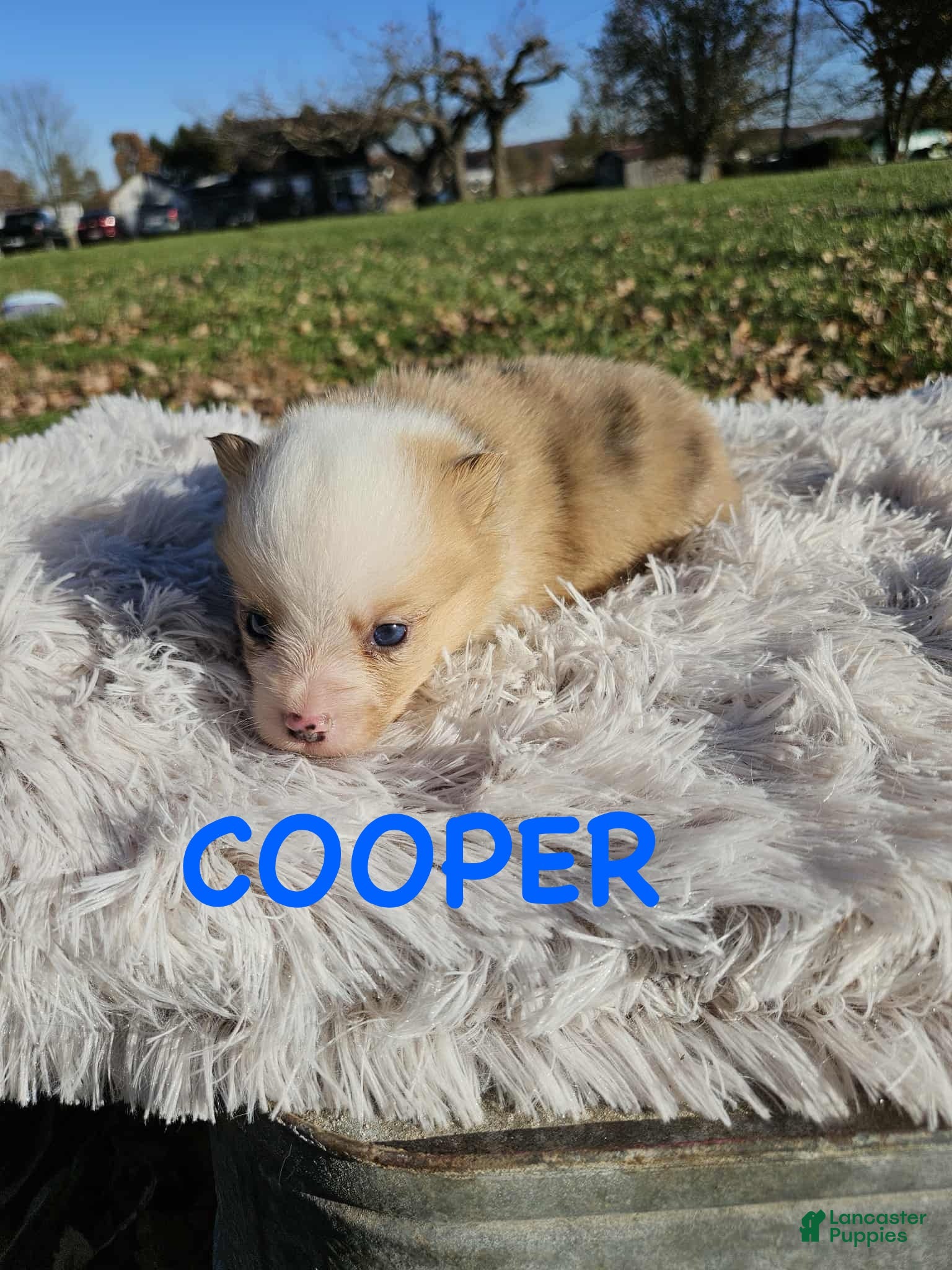 American Corgi dogs American Corgi Puppy 6 - Ad 2