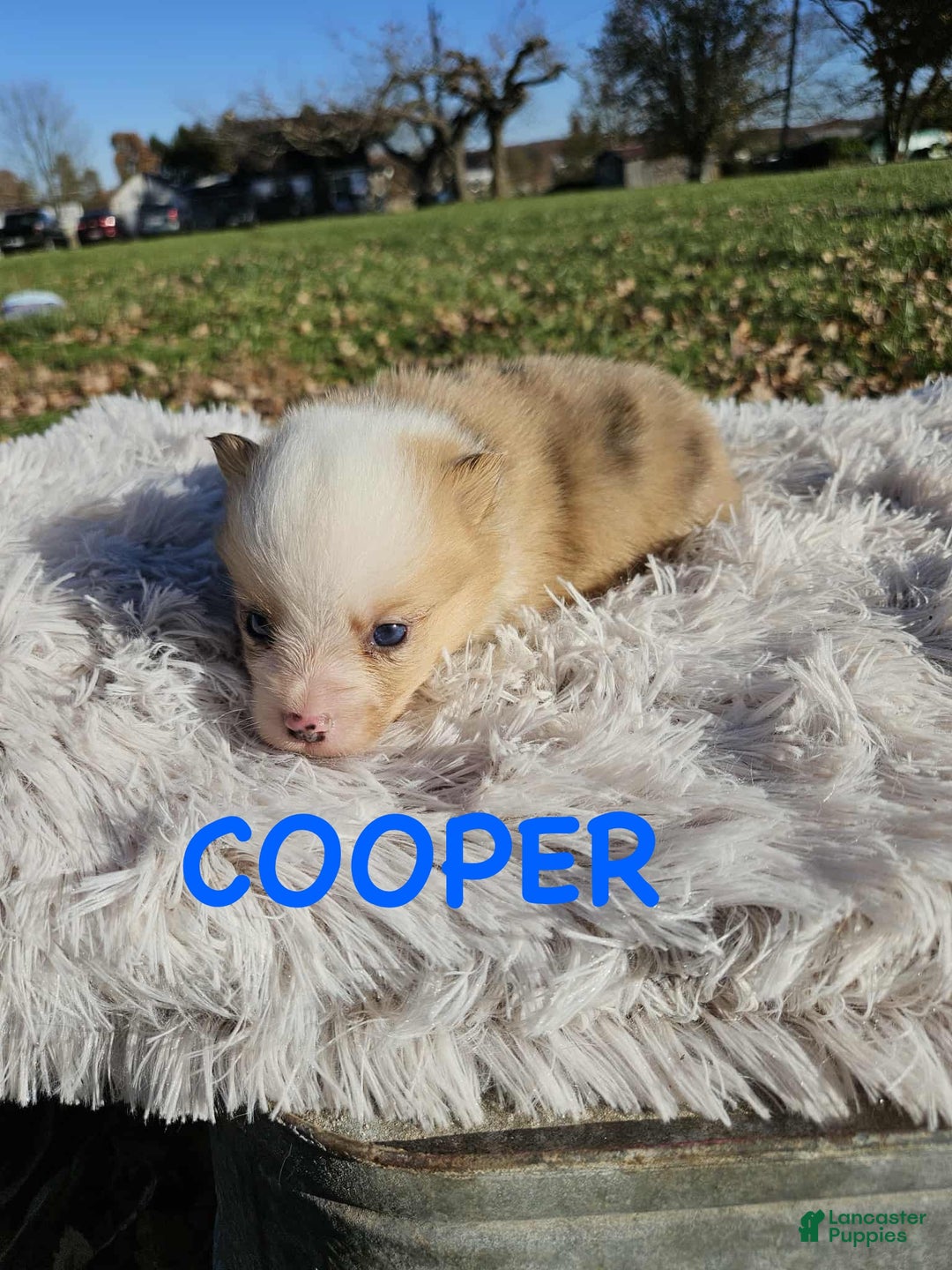 American Corgi dogs for sale: American Corgi Puppy 6 - Ad 1