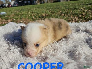 American Corgi dogs American Corgi Puppy 6 - Ad 3