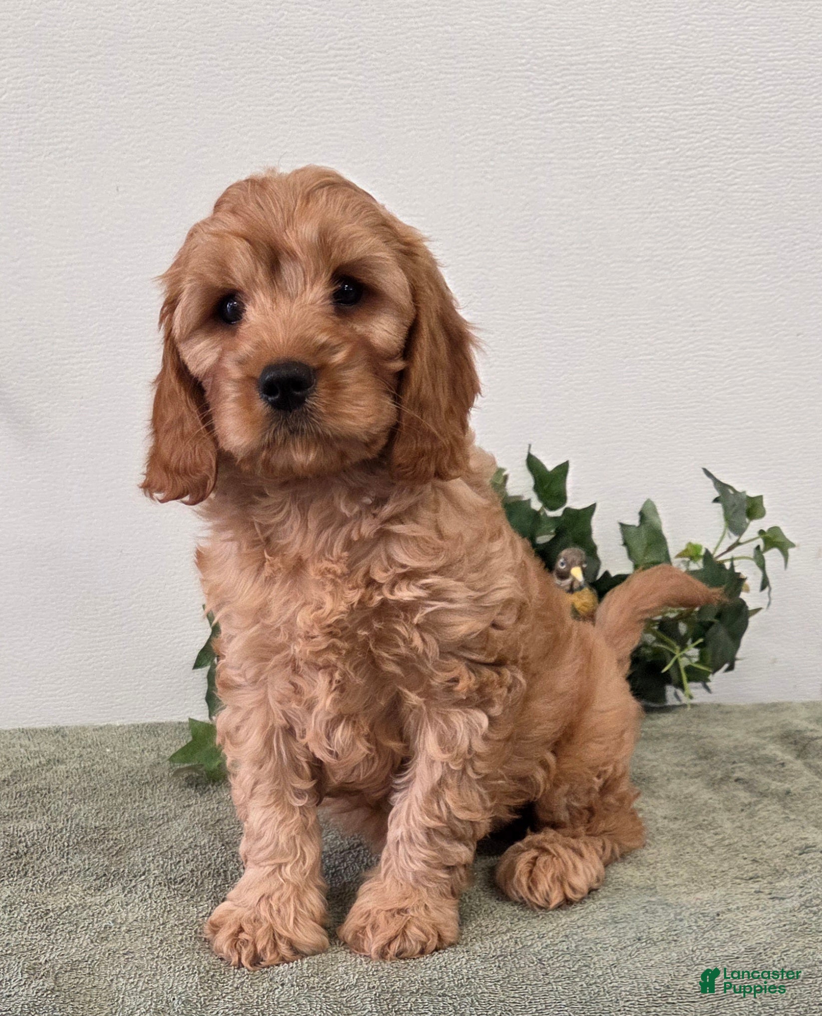 Cavapoo dogs Rusty  - Ad 1