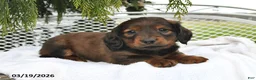 Miniature Dachshund dogs for sale: Spencer - Ad 5