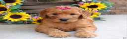 Goldendoodle dogs for sale: Remy - Ad 5