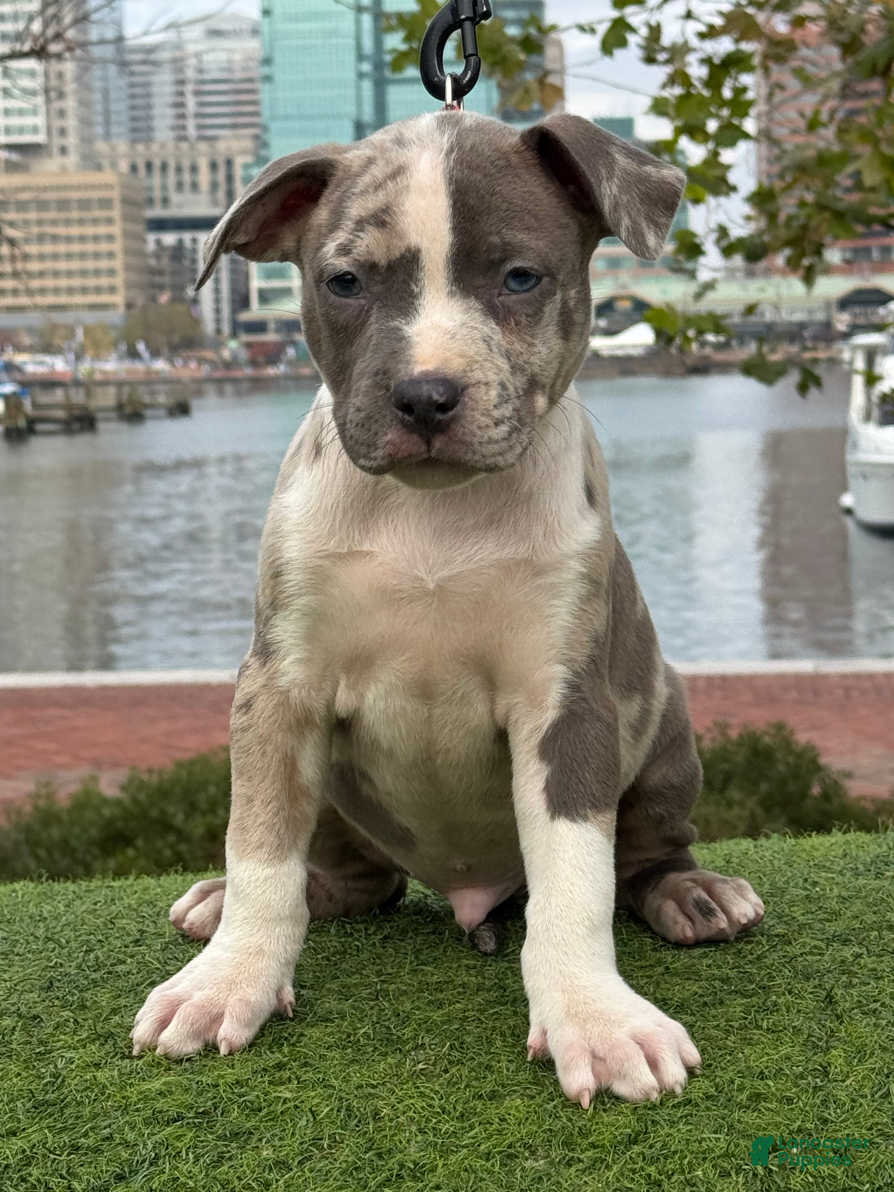 American Bully dogs Greyjoy  - Ad 5