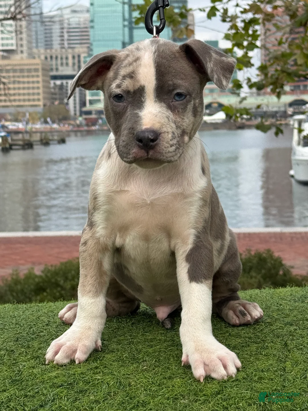 American Bully dogs for sale: Greyjoy  - Ad 1