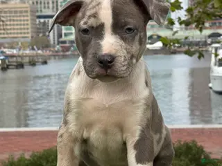 American Bully dogs Greyjoy - Ad 3