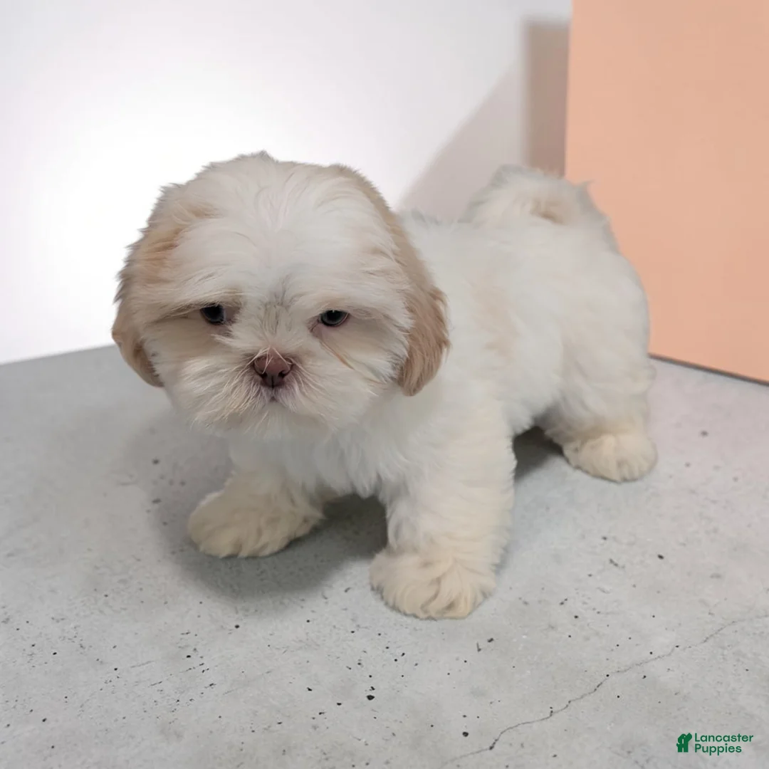 Shih Tzu dogs for sale: Ike - Ad 1