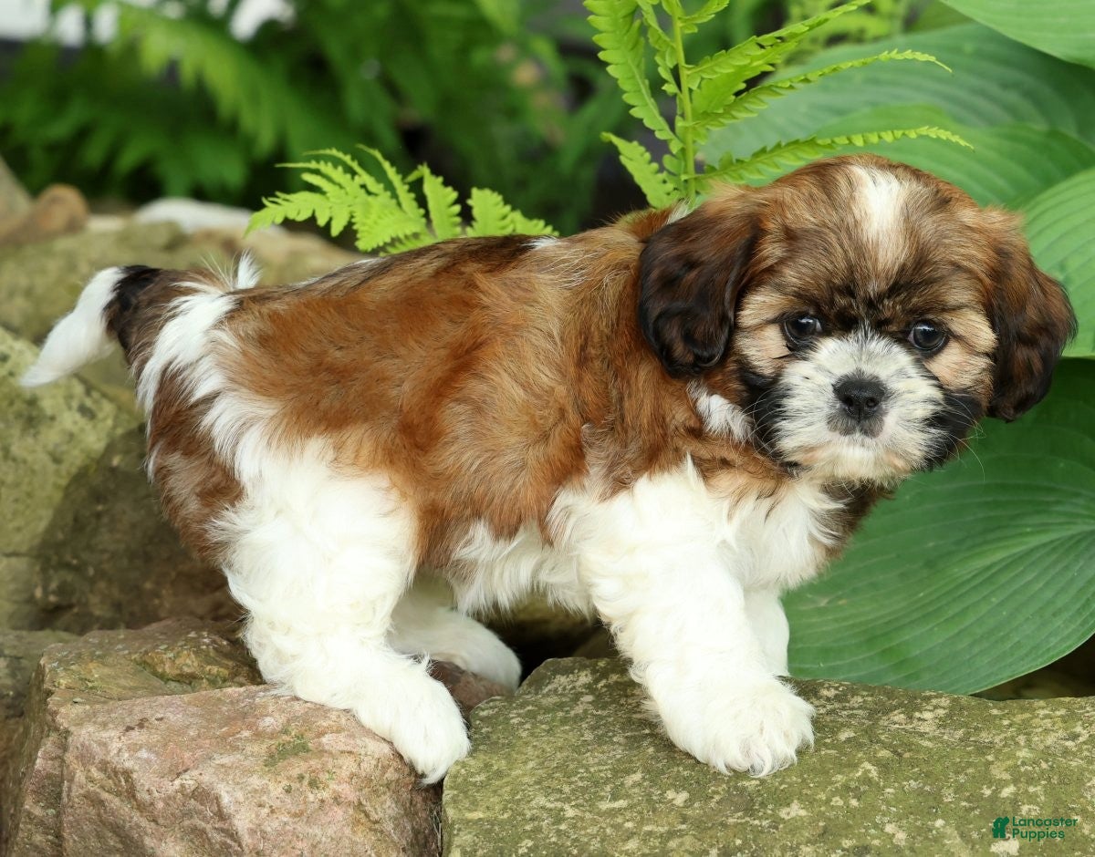 Mixed Breed dogs for sale: Winnie - Ad 8