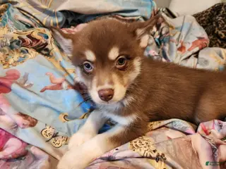 Pomsky dogs Yoshi - Ad 37