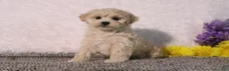 Maltipoo dogs for sale: Princess - Ad 1