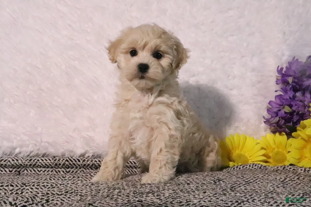 Maltipoo dogs for sale: Princess - Ad 1