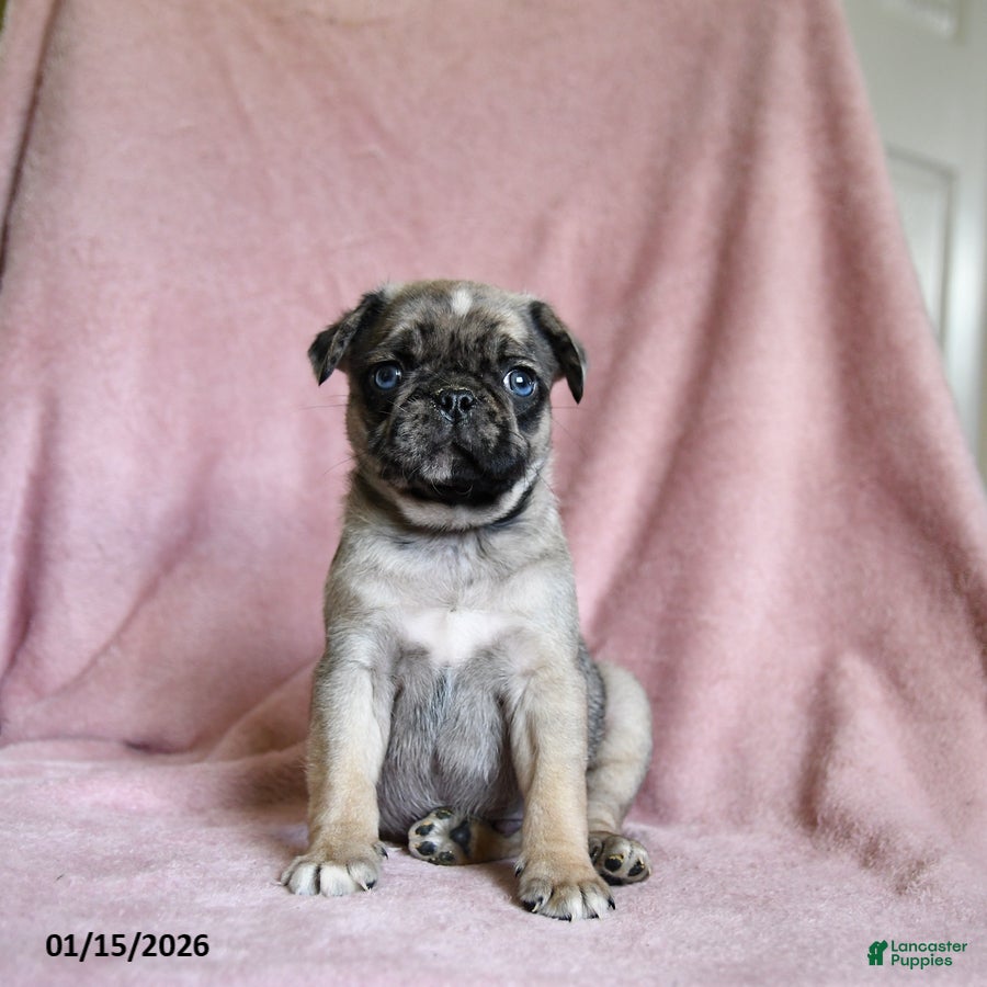 Pug dogs Moose - Ad 2