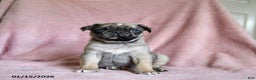 Pug dogs for sale: Moose - Ad 1