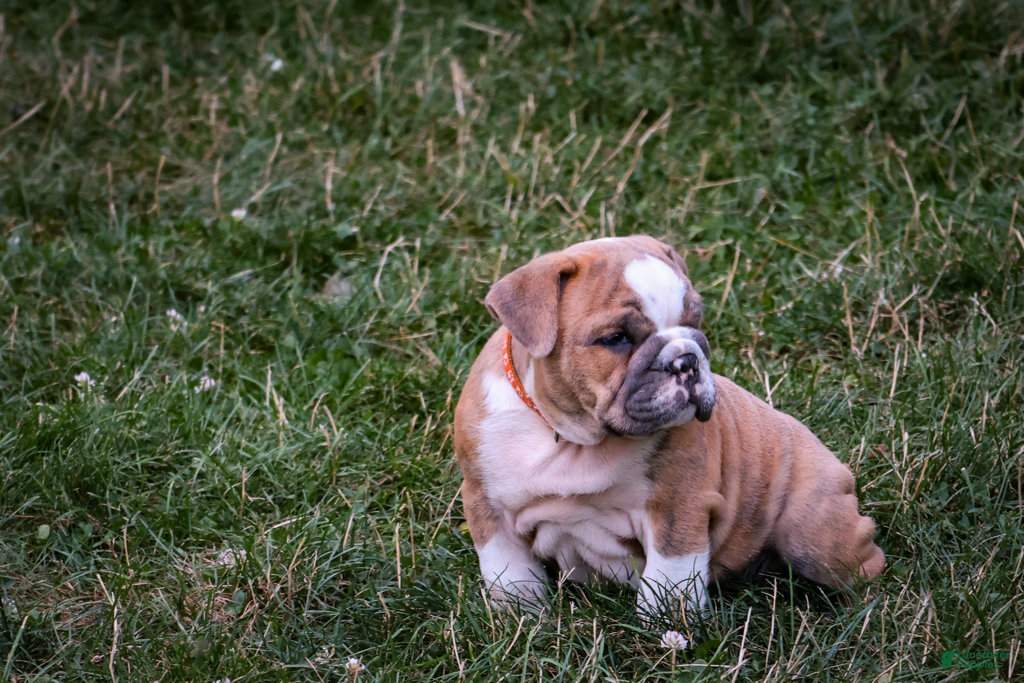 English Bulldog dogs Diesel - Ad 2