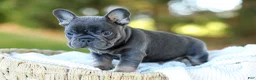 French Bulldog dogs for sale: Digger - Blue & Tan - Ad 7