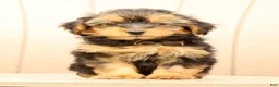 Morkie dogs for sale: Delaney - Ad 6