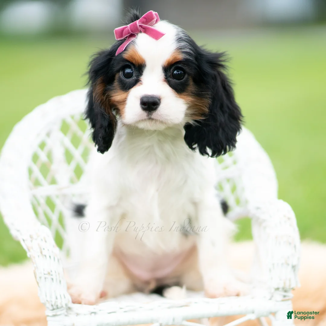 Cavalier King Charles Spaniel dogs for sale: Missy - Ad 2
