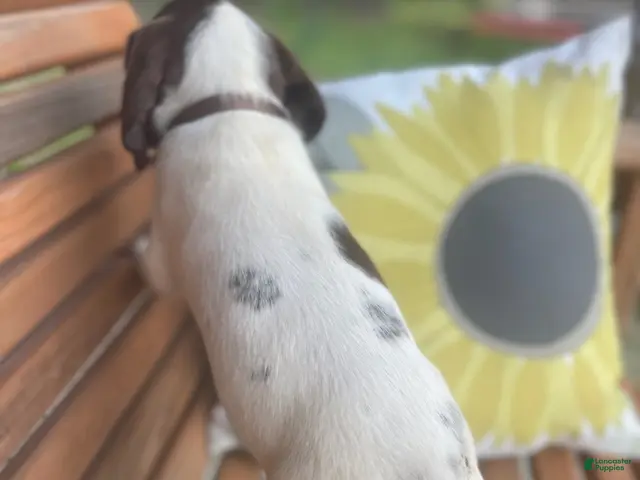 German Shorthaired Pointer dogs for sale: German Shorthaired Pointer Boy 2 - Ad 2