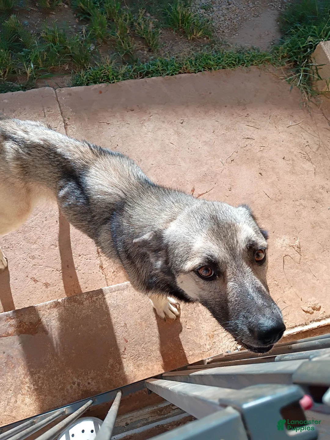 Gerberian Shepsky dogs for sale: Gerberian Shepsky 1 - Ad 2