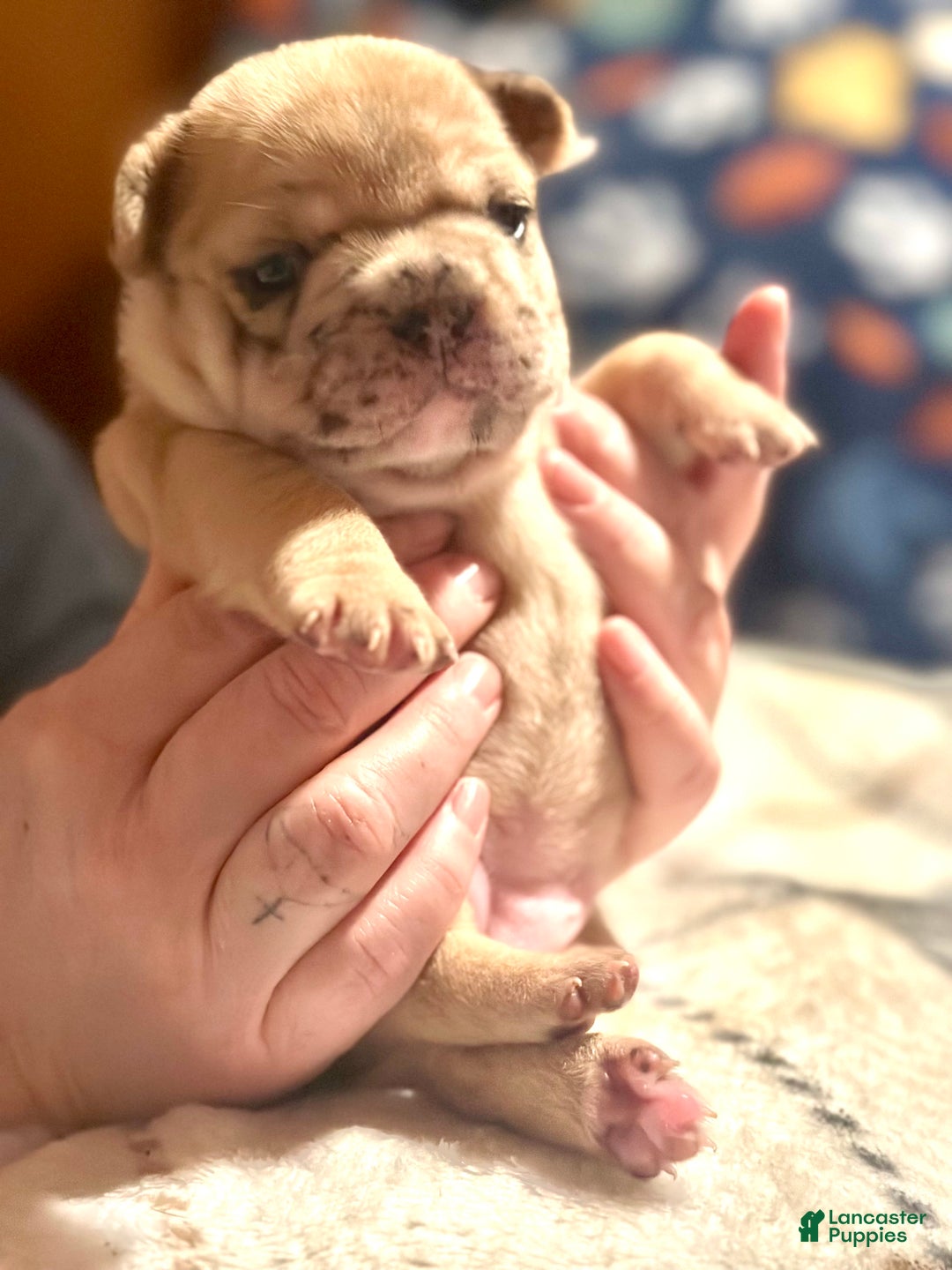 French Bulldog dogs for sale: French Bulldog Puppy 5 - Ad 1