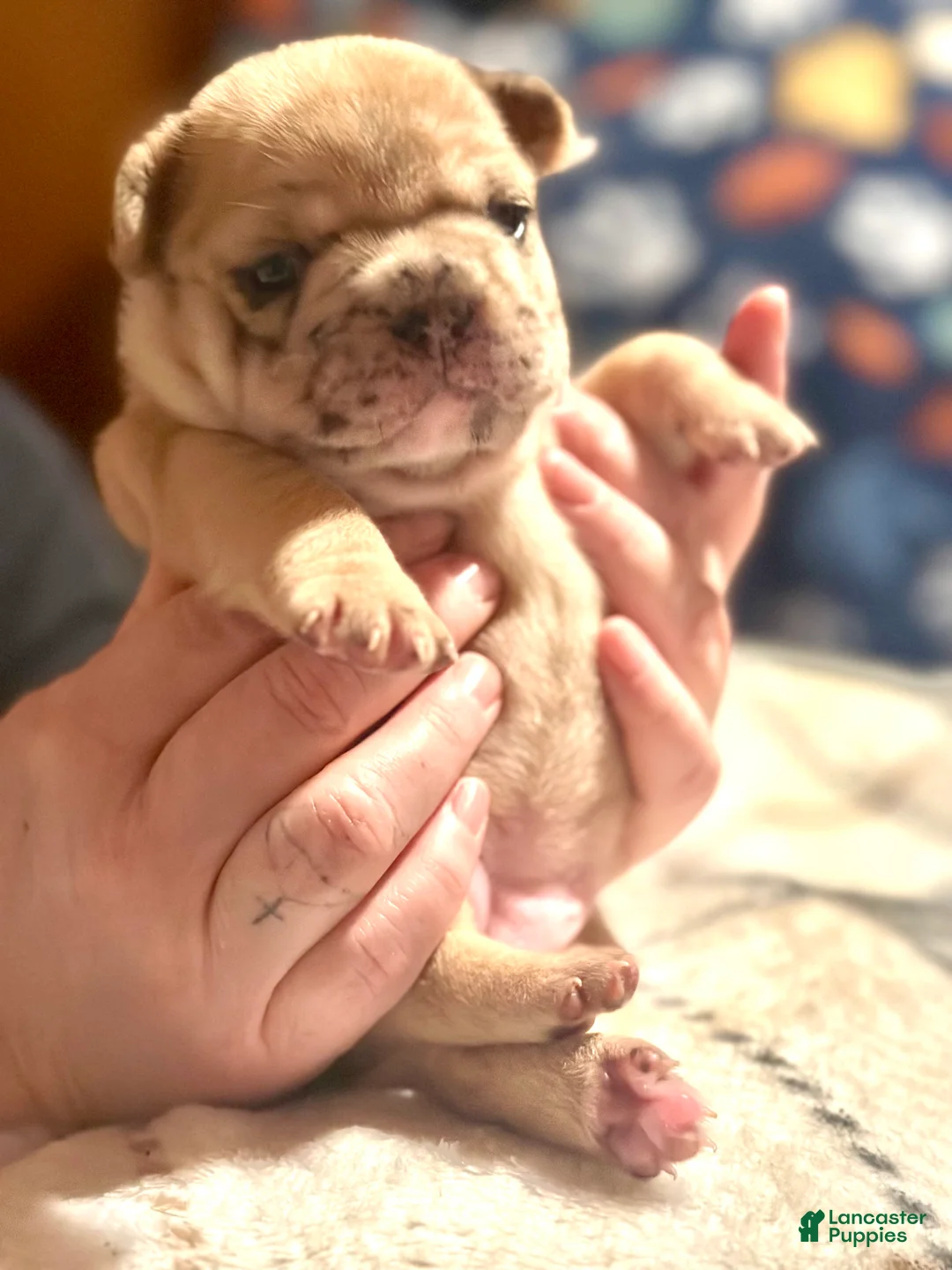 French Bulldog dogs for sale: French Bulldog Puppy 5 - Ad 1