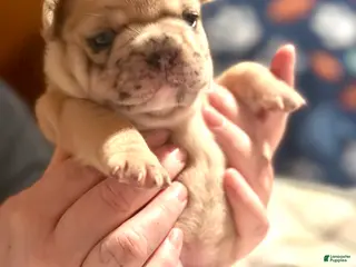 French Bulldog dogs French Bulldog Puppy 5 - Ad 31