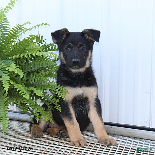 German Shepherd dogs Trixie - Ad 2