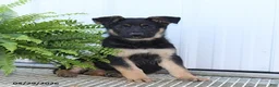German Shepherd dogs for sale: Trixie - Ad 2