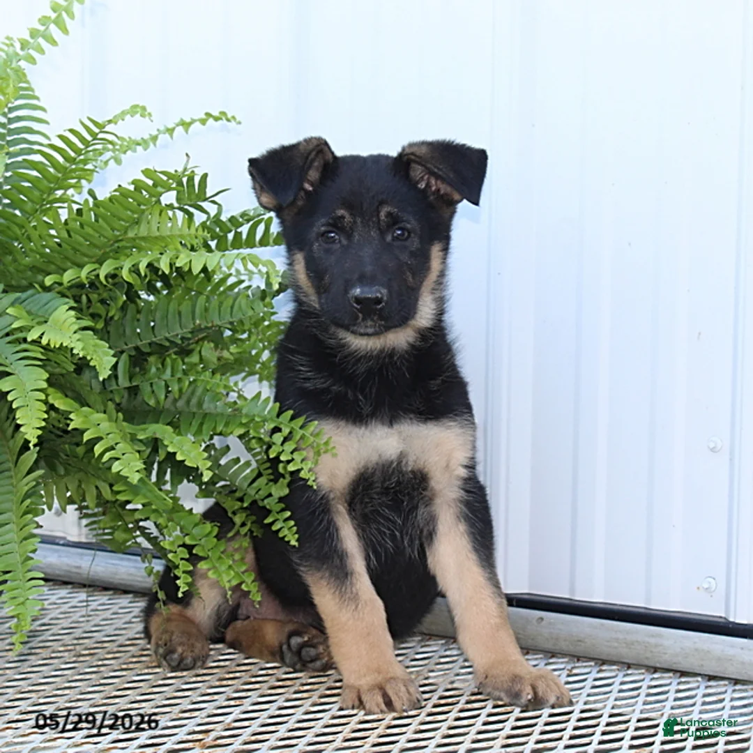 German Shepherd dogs for sale: Trixie - Ad 2