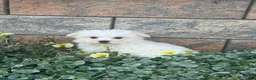 Maltese dogs for sale: Max - Ad 5