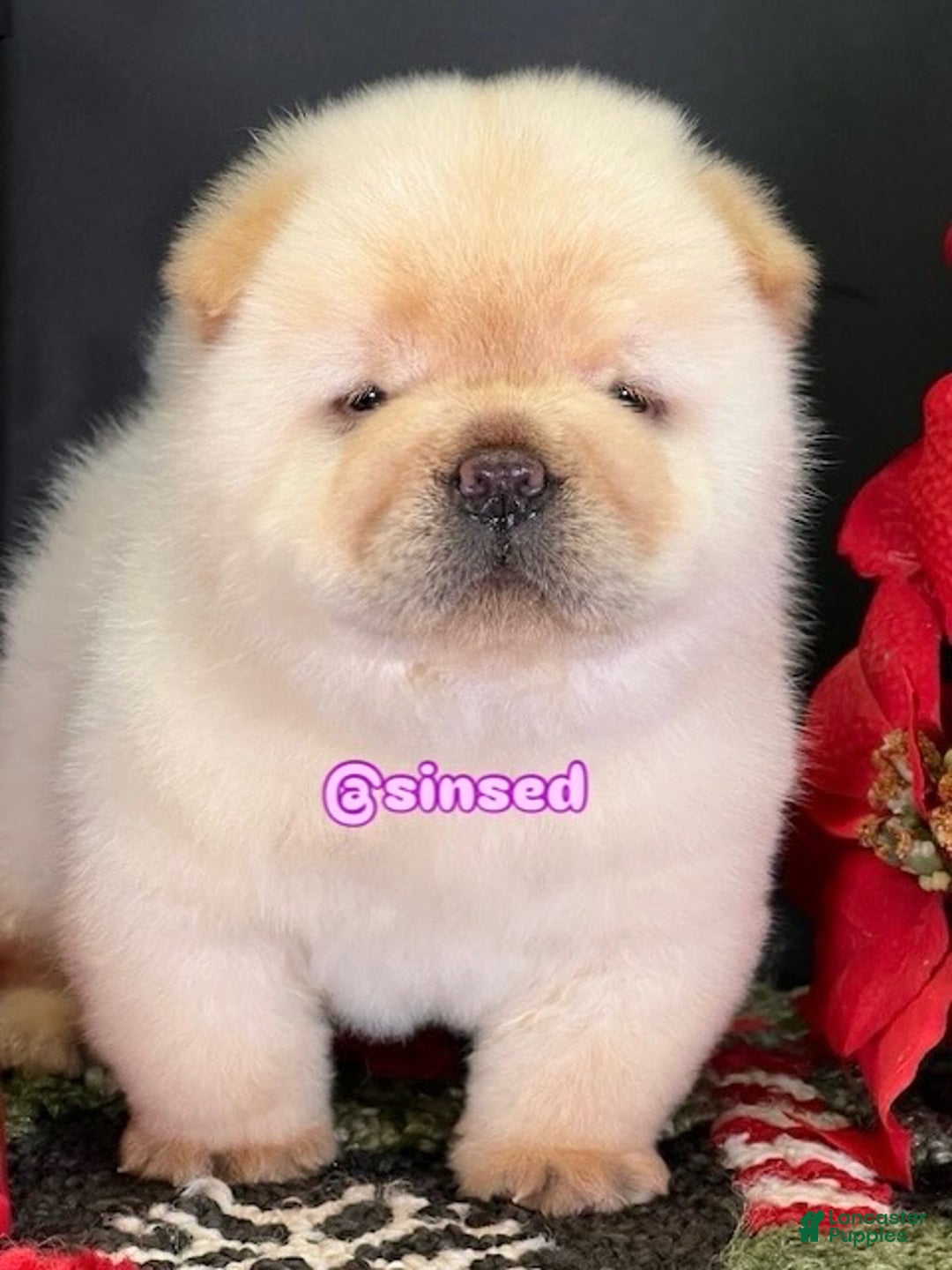 Chow Chow dogs for sale: St Nick  - Ad 4