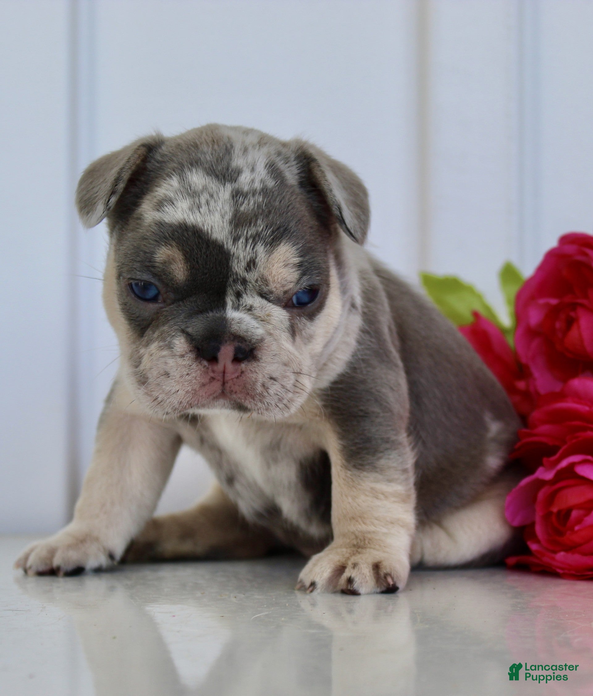 French Bulldog dogs Debi - Ad 2