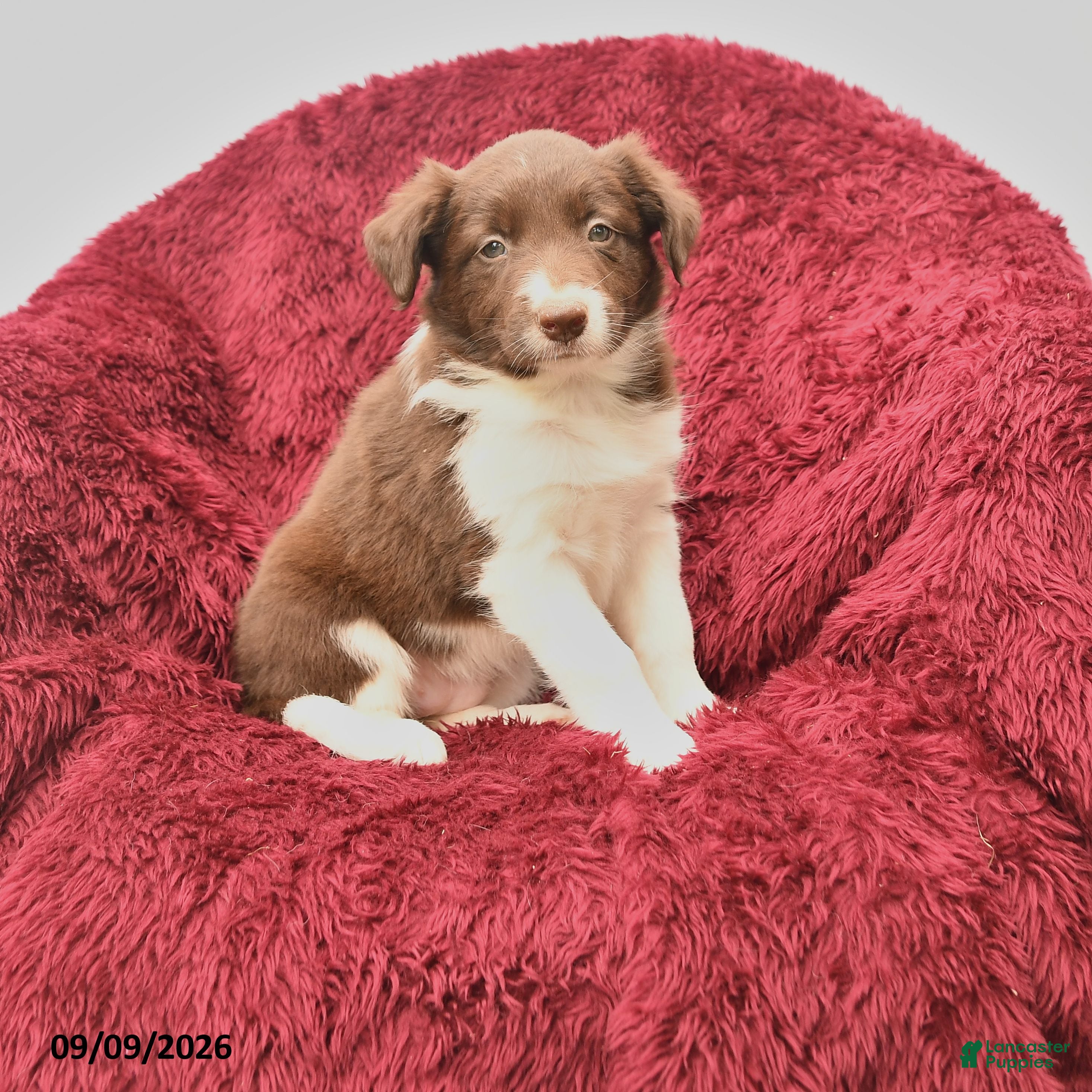 Border Collie dogs Nisa - Ad 1