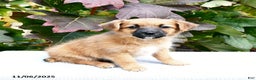 Mixed Breed dogs for sale: Brent - Ad 2