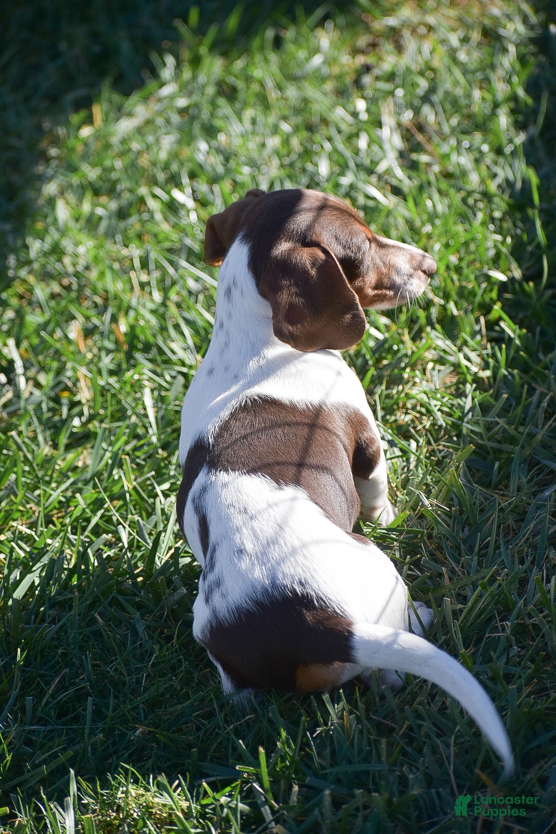 Dachshund dogs for sale: Bandit - Ad 3