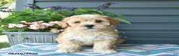 Mini Goldendoodle dogs for sale: Aiden  - Ad 2