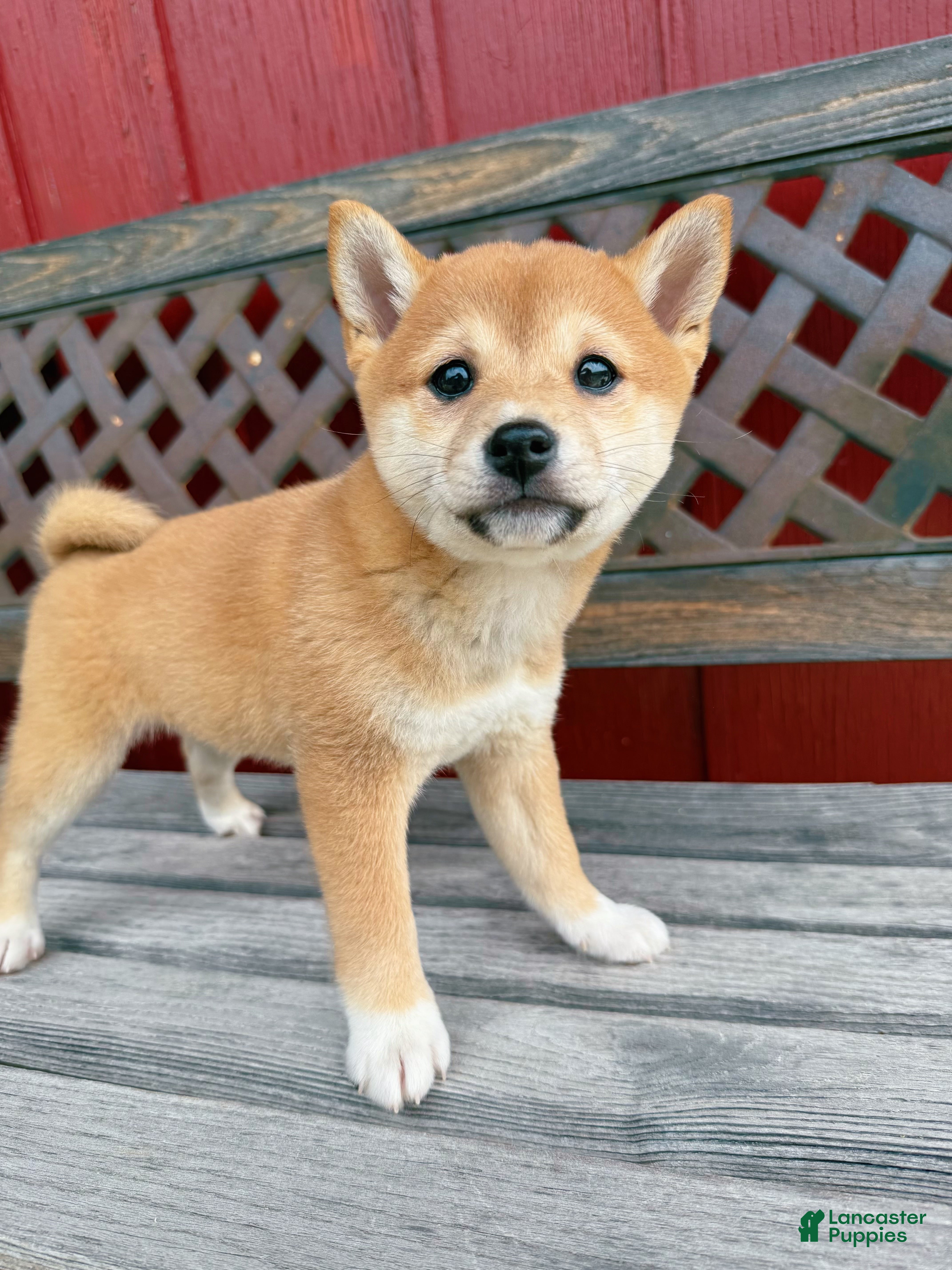 Shiba Inu dogs 🩷 Pinky 🩷 - Ad 32