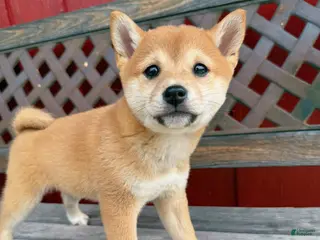 Shiba Inu dogs 🩷 Pinky 🩷 - Ad 32