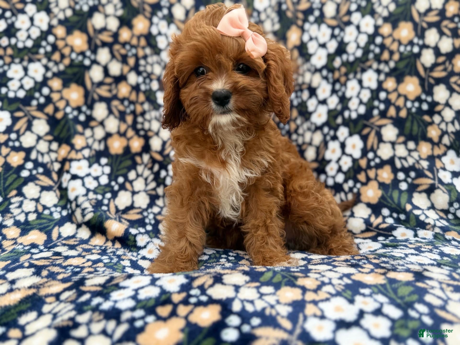 Cavapoo dogs for sale: Biscuitly - Ad 1