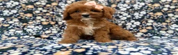 Cavapoo dogs for sale: Biscuitly - Ad 1