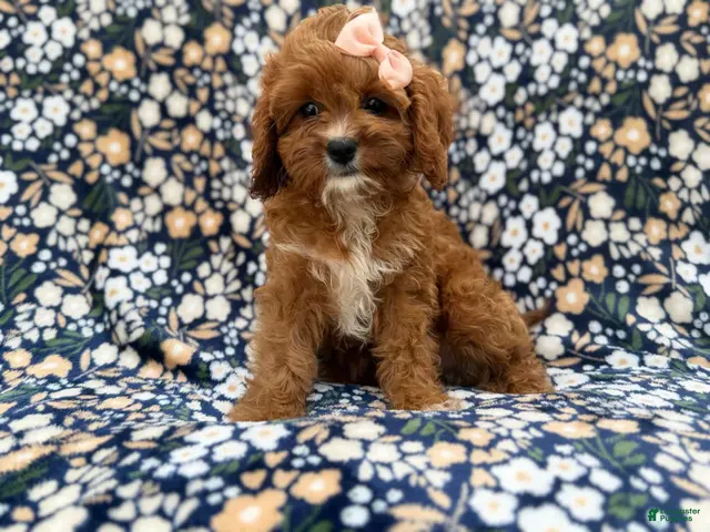 Cavapoo dogs for sale: Biscuitly - Ad 1