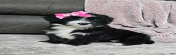 Mini Bernedoodle dogs for sale: Mini Wanda - Ad 19